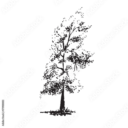 Hand-drawn tree, poplar. Black and white realistic image, sketch painted with ink brush.