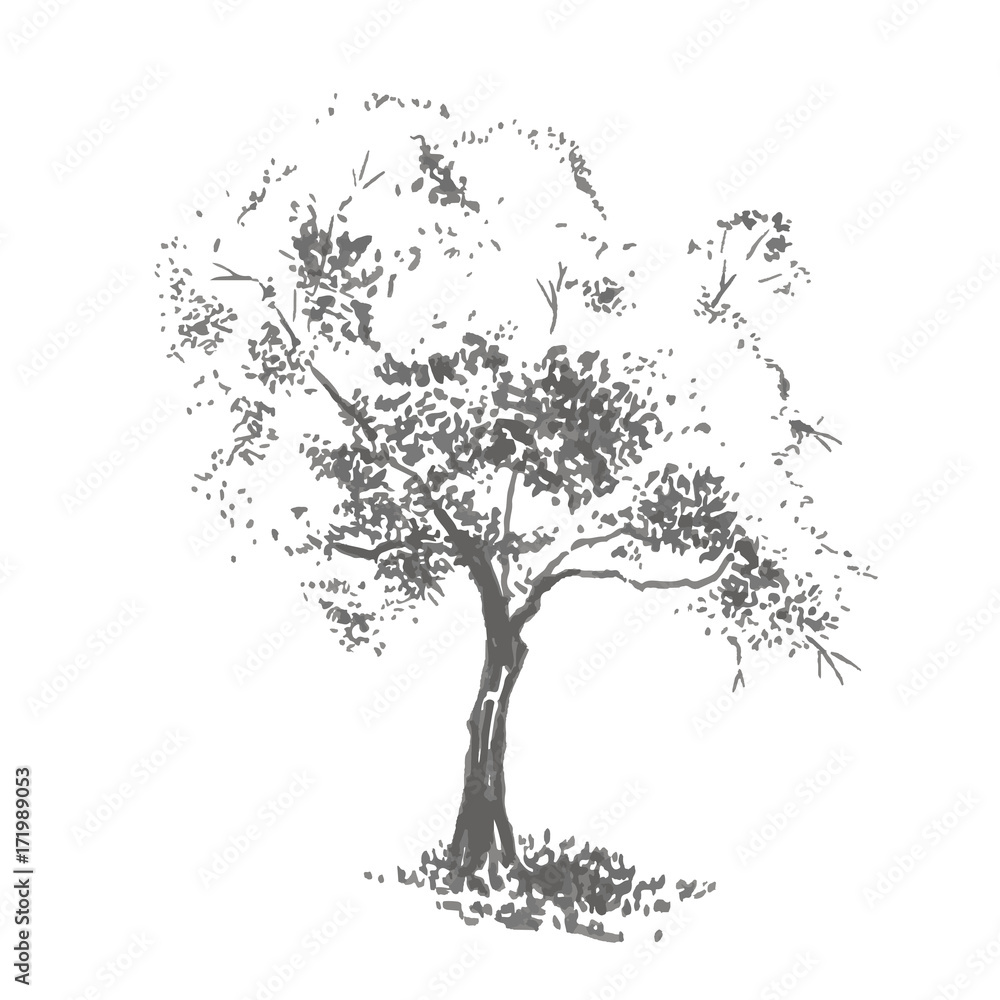 Hand-drawn aple tree. Realistic image in shades of gray, sketch painted with ink brush