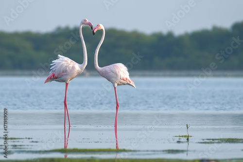 Flamingo couple