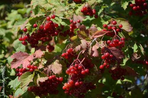 Природа (Деревья)