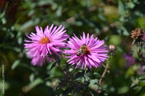 Природа (Цветы)