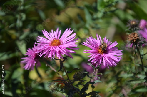 Природа (Цветы)