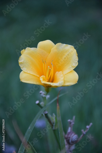 Природа (Цветы)