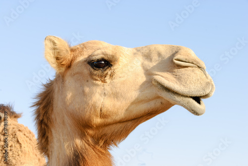 Closeup of a camel's nose and mouth, nostrils closed to keep out sand