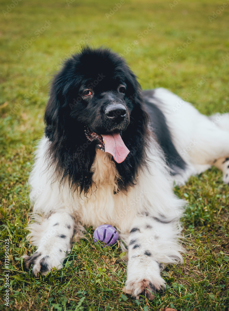 Fototapeta premium Beautiful newfoundland dog in the park.