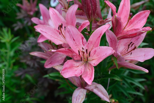 Pink Lily