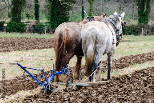 Photography Two horses stand ready to pull a plough while ploughing a field.