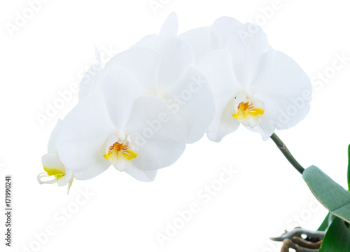 Fototapeta Naklejka Na Ścianę i Meble -  White fresh orchids close up isolated on white background