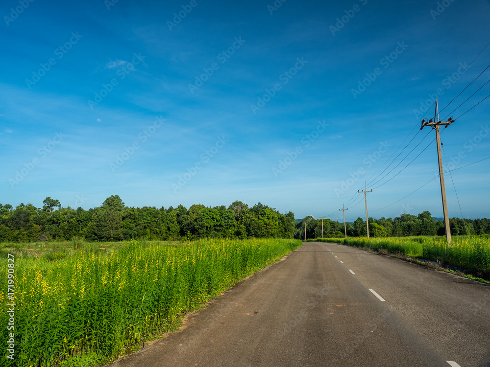the road between Crotalaria Juncea 's field