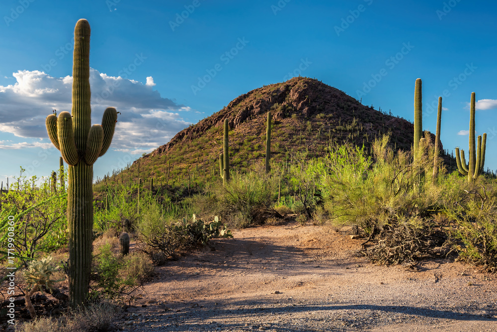 Sunset in Saguaro National Park near Tucson, Arizona.