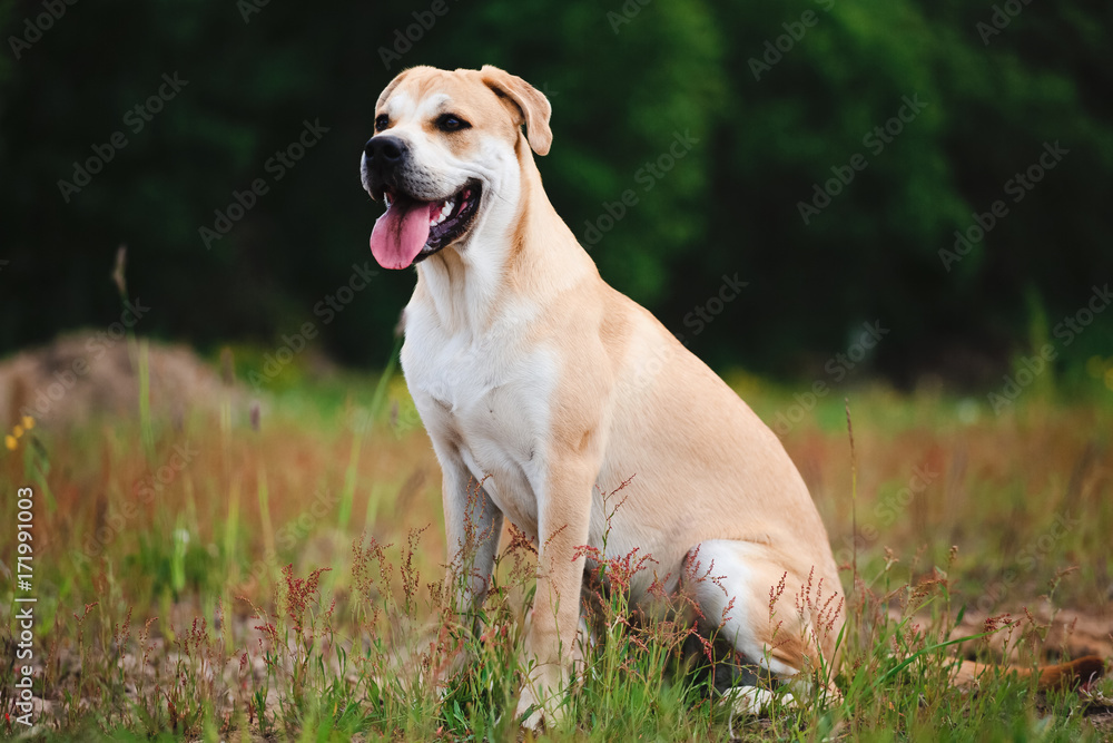 Big dog sitting on a meadow, looking away