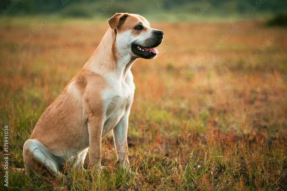 Big dog standing on meadow, looking at camera