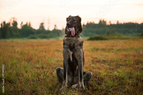 Big dog sitting on meadow, looking awa © Alexandr