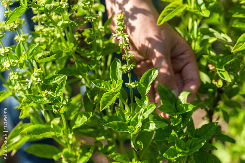 Hand picking fresh herbs in herb garden Hand picking fresh herbs in herb garden