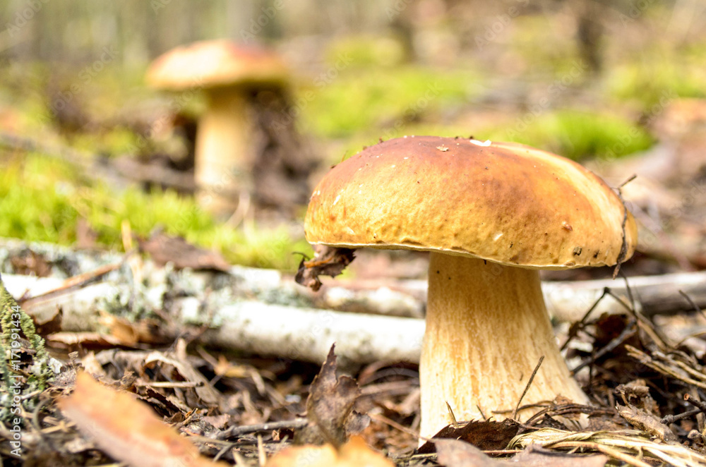 Mushrooms in a clearing in an autumn mushroom forest. Search for mushrooms in the forest. Picking mushrooms. Mushrooms in a clearing in an autumn mushroom forest. Search for mushrooms in the forest. Picking mushrooms.