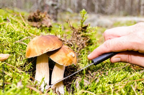 The search for mushrooms in the woods. Mushroom picker. A woman is cutting a white mushroom with a knife. Hands of a woman, a knife, mushrooms.
