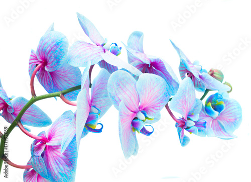 stem of blue and violet fresh orchid flowers isolated on white background