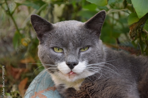 Домашние животные (Кошки)