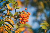 Rowan berries in autumn