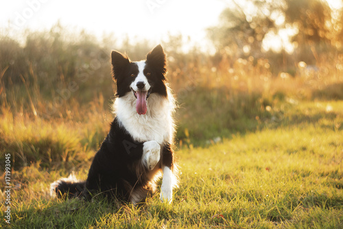 Print op canvas border collie dog walk in the park