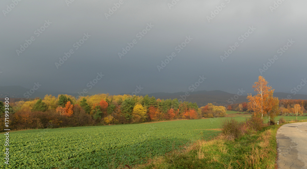 Obraz premium Golden birches in the fall by the road with overcast sky