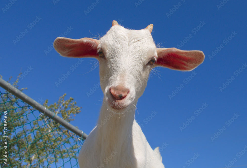 Fototapeta premium white goat farm mammal animal head livestock on blue sky