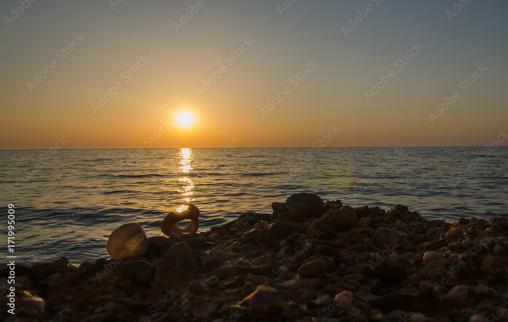 Sea shell on beach