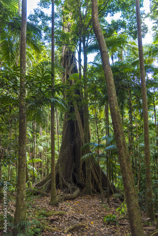 rainforest filled with palm trees, way / path trough the forest ...