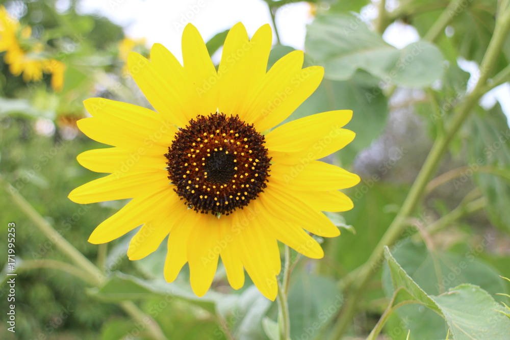 Sunflower in garden in Drženice, Slovakia Sunflower in garden in Drženice, Slovakia