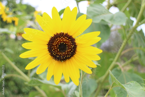 Sunflower in garden in Drženice, Slovakia 