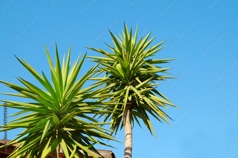 Beautiful tropical trees on blue sky background