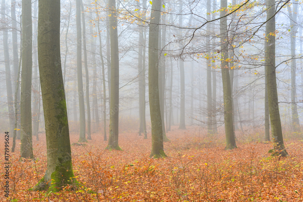 Naklejka premium Nebel am frühen Morgen im Wald