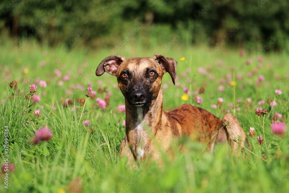 whippet portrait im kleefeld