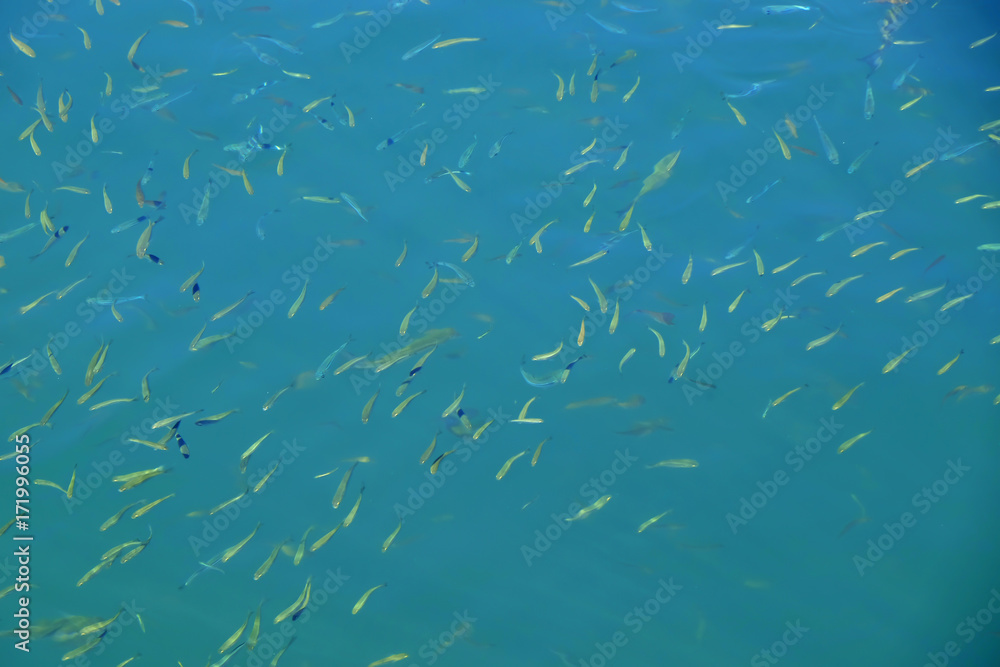 Obraz premium Group of small fish in water on sunny summer day