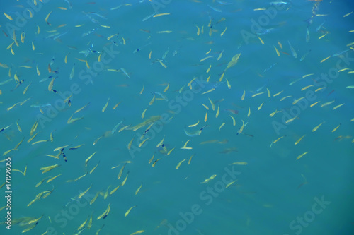 Group of small fish in water on sunny summer day