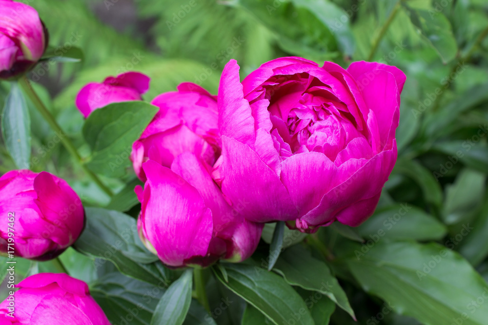 Peony flower