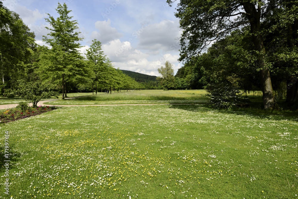 Obraz premium Grüne Wiesenlandschaft mit Blumen und Bäumen
