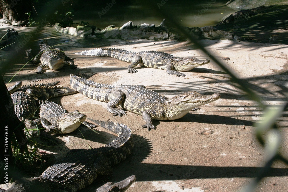 Obraz premium Crocodiles