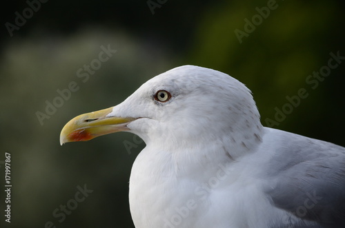 Seagull © Catarina