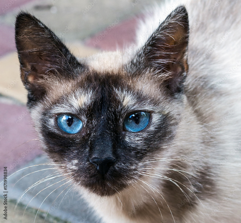 A cat with bright blue eyes.