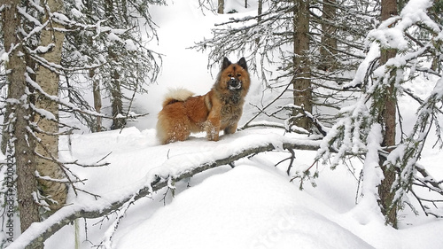 Posing Eurasier