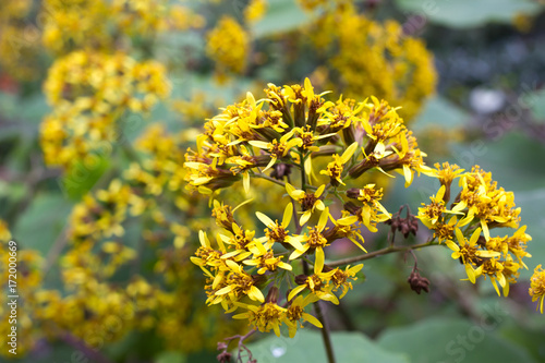 Roldana petasitis plant with yellow flowers. Velvet groundsel photo
