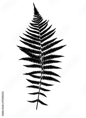 Fern Leaf Silhouette Vector Background Illustration