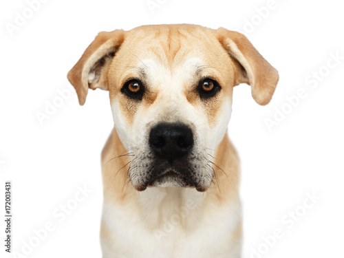 Big dog face portrait isolated photo