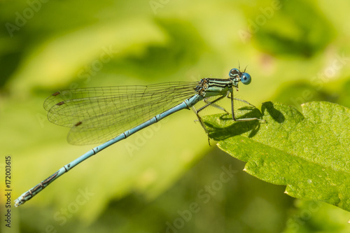 Dragonfly, Macro dragonfly, insect, animal, nature,macro,bug