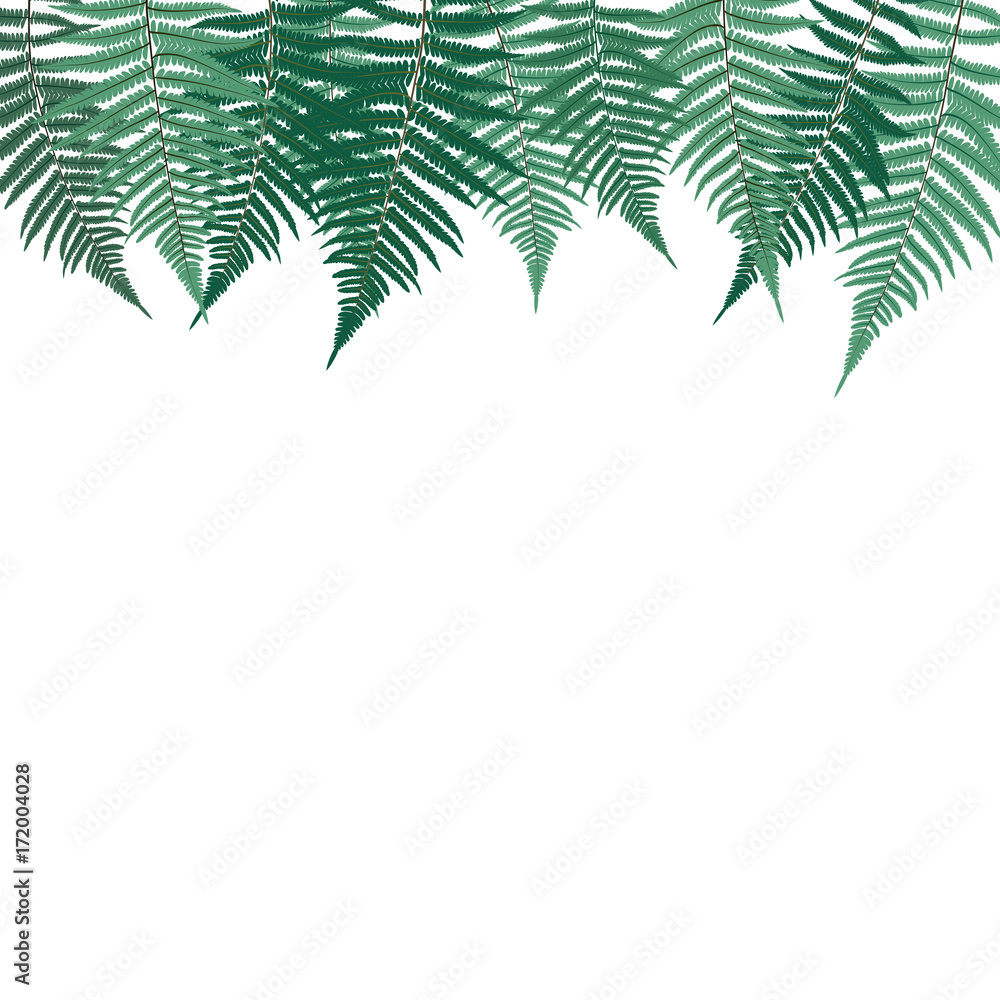 Fern Leaf Vector Background Illustration Fern Leaf Vector Background Illustration