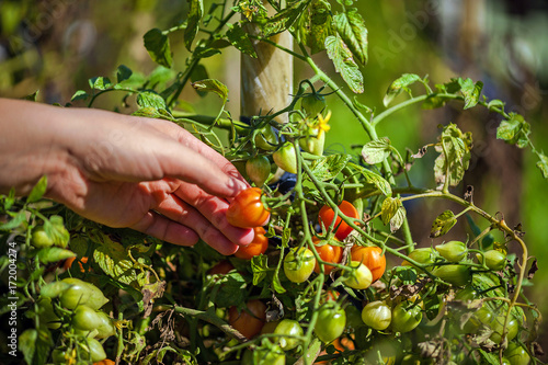 Woman Picking Small Cherry Vine Tomatoes