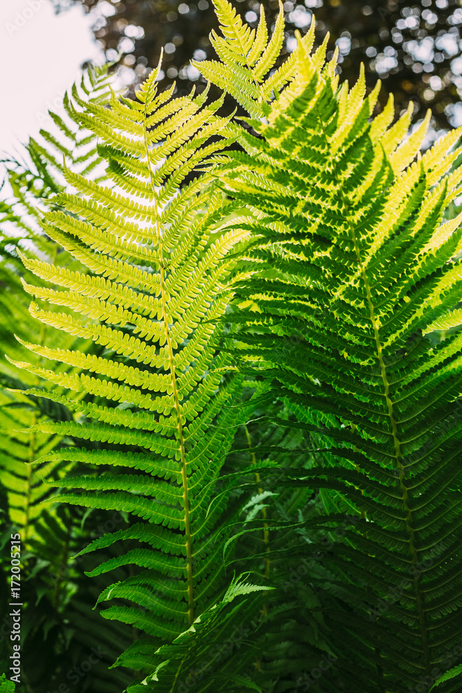 Beautyful ferns leaves green foliage natural floral fern background Beautyful ferns leaves green foliage natural floral fern background