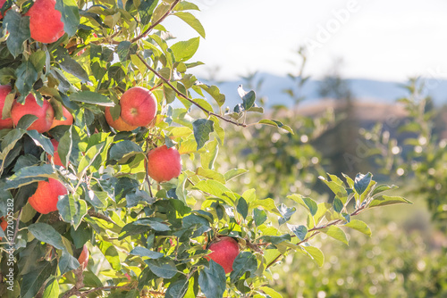 Beautiful apples on branch with orchard hills and sunshine in background in autumn