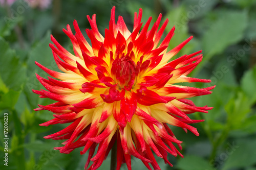 Fototapeta Naklejka Na Ścianę i Meble -  Red dahlia flower, Beautiful bouquet or decoration from the garden